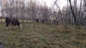 Бычки на выпасе