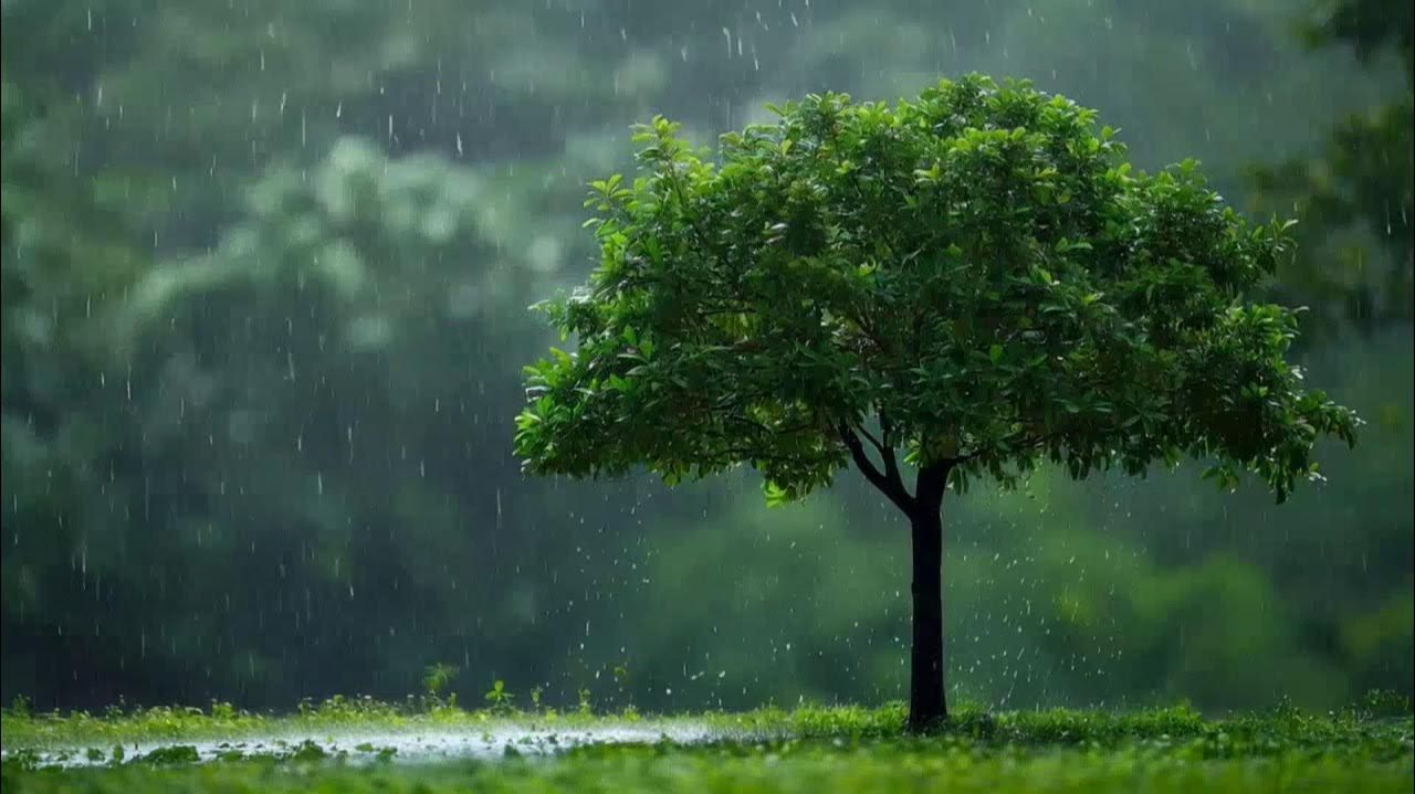 Ветер и дождь