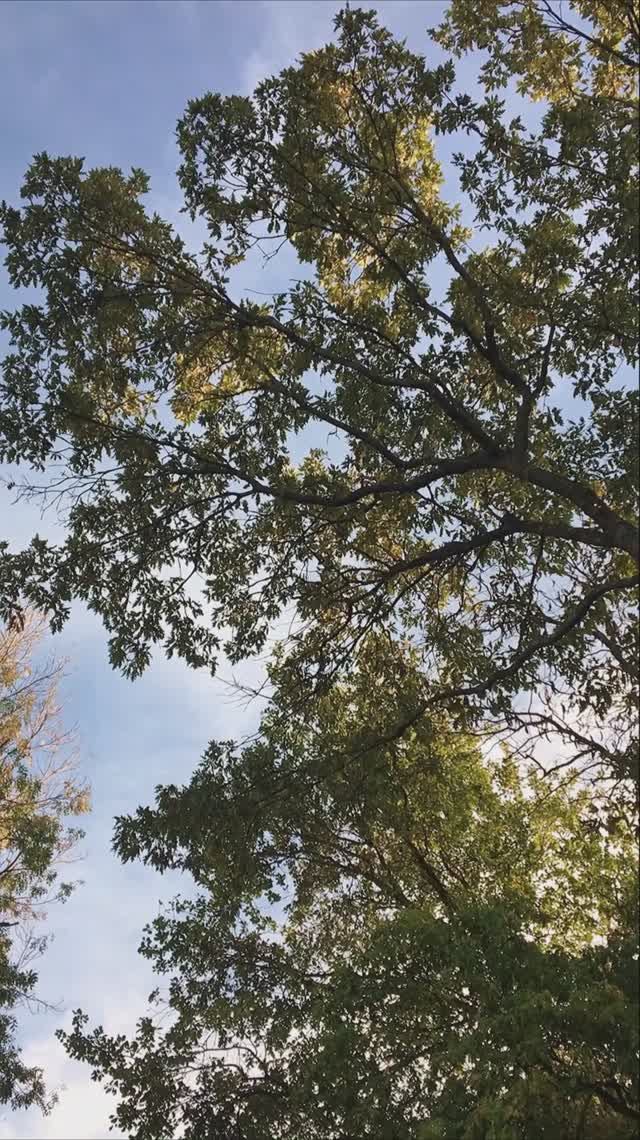 Только представьте: мы с вами идем по осеннему лесу... 🍂