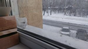 Хом Хом чирик чирик #птицы #тамараёптастайл