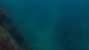 Попытка найти рыбу в Черном море