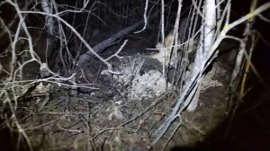 Охотим бобра на погрызах с  Sytong HT-60