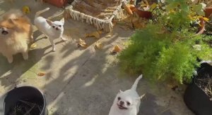 Пока погода радует, лопаем вкусняшки на улице.