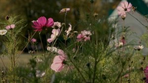 Родины край родной. 22х9.