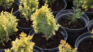 В Москве высадили холодостойкие растения