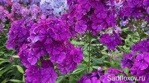 Темный флокс Вечернее Свидание, моей селекции
