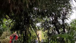 а бабочки летают...