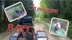 В ТАЙГУ за ВЕНИКАМИ