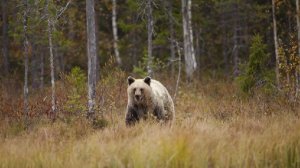 В Канаде в результате нападения медведя пострадали 11 человек
