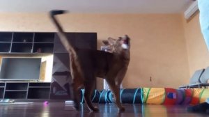 2025-11-22  Моя троюродная сестра со своей любимицей.