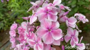 Флокс Красотка, селекции  В.И. Егоровой