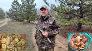 все подряд маслята и зеленушка