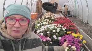 Жизнь в деревне🏡 Хроника дня.Отправляю хризантемы на зимовку