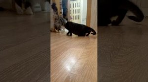 Утреннее шоу