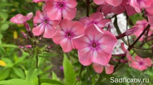 Флокс Секрет в моем саду