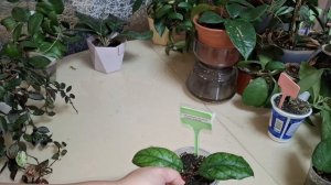 Заключительный обзор хой 3 часть 22-11-2025