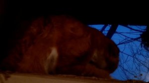 Кто ходит в гости по утрам...