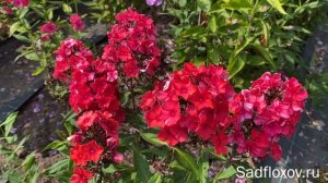 Яркий, красный флокс А.Е. Амос (A.E.Amos)