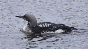 Гагара в Великом Новгороде, птицы из Красной Книги, наблюдение 22 ноября 2025