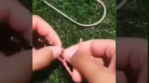 Клип @zatropheem