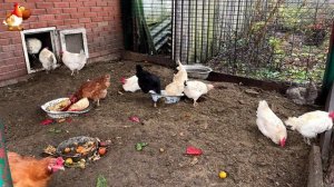 Куры осенью очень счастливы 🤗😂😜  (16)