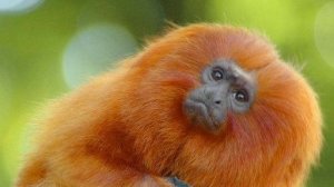 Животный мир: Мир глазами обезьян: удивительные моменты.