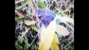 Краски осени🙏💖✨🧭🤗🍁🍂
Почти ручная бабочка🦋😊☀️