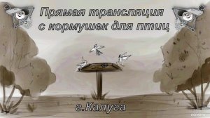 #Запись ночёвки КУНИЦЫ.  Ночь с 21 на 22 ноября 2025 года. г. Калуга