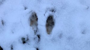 Охота на зайца в Ленинградской области сезон 2025-2026. Первые старые следы...