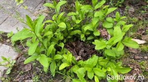 Корневая поросль у флоксов, чем выкапывать флоксы