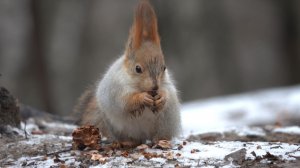 Белка с хвостиком. Зарисовка