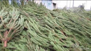 Тюменские таможенники пресекли ввоз новогодних деревьев