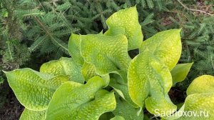 Шикарная хоста Зоундс (Zounds), с вафельными листьями