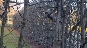 Шустрая белка