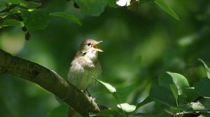 Звуки леса и пение птиц.