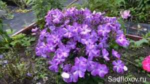 Ранний флокс Легкая Улыбка моей селекции