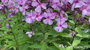 Флокс с уникальной расцветкой, Северная Пальмира селекции В.И.Егоровой