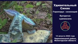 Удивительный Синяк. Гиропорус синеющий - Gyroporus cyanescens. Съедобный гриб.