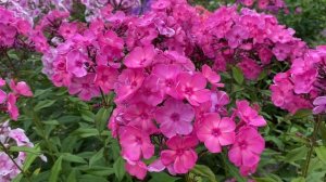 Флокс Дымчатый Этюд, селекции В.Я. Суриковой