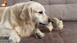 Утята и Цыплята - Кошки и котята, Собаки и щенята (311) Хвостики да Усики ❣️