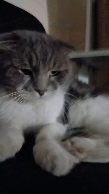 король  нашего подъезда смотреть онлайн