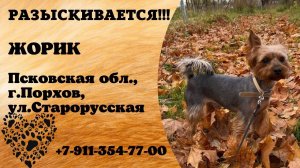 Пропала собака! ЖОРИК. Псковская обл,  г. Порхов