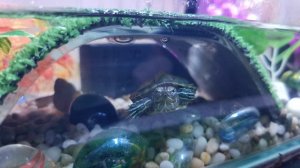 Манго-черепашка