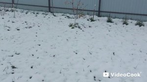 Мы снова на участке❄️мокрый снег накренил укрытия🫣А мы их укрепляем💪