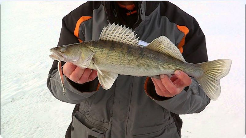 Первый Лед 2025 Ловля Судака и Головля на Ратлины и Балансиры Lucky John