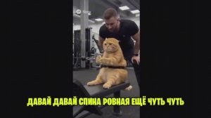 ВЫ В ЭТО НЕ ПОВЕРИТЕ! ПРИКОЛЫ С ЖИВОТНЫМИ! (ИИ SORA2)