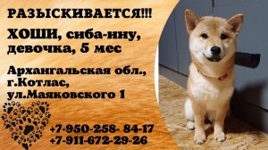 Пропала собака! ХОШИ. Сиба-ину, девочка, 5 месяцев. Архангельская обл, г. Котлас