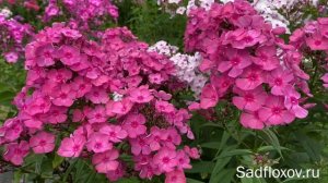 Изысканный флокс Шаманка моей селекции, днем и вечером