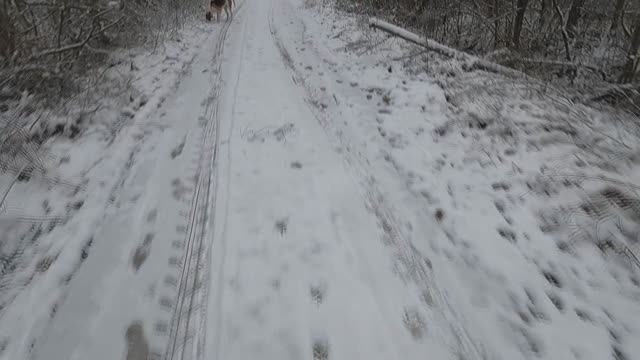 Охота с Добычем 21.11.2025.