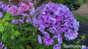 Флокс Муза, селекции Куликова